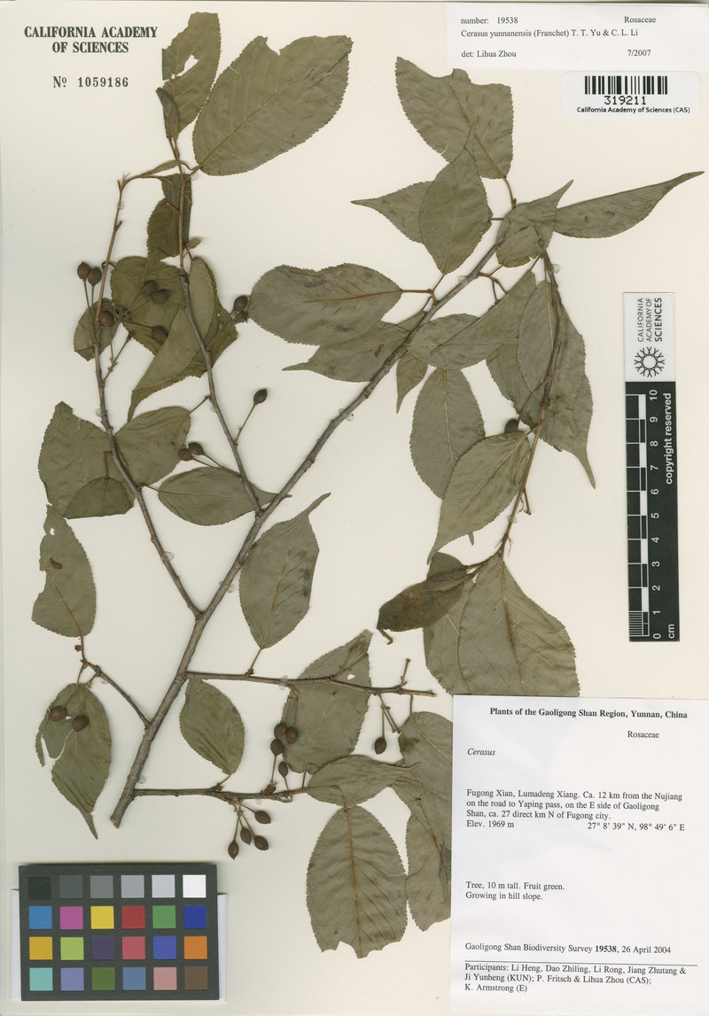 Prunus yunnanensis photo 5