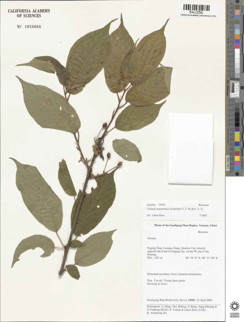 Prunus yunnanensis photo 6