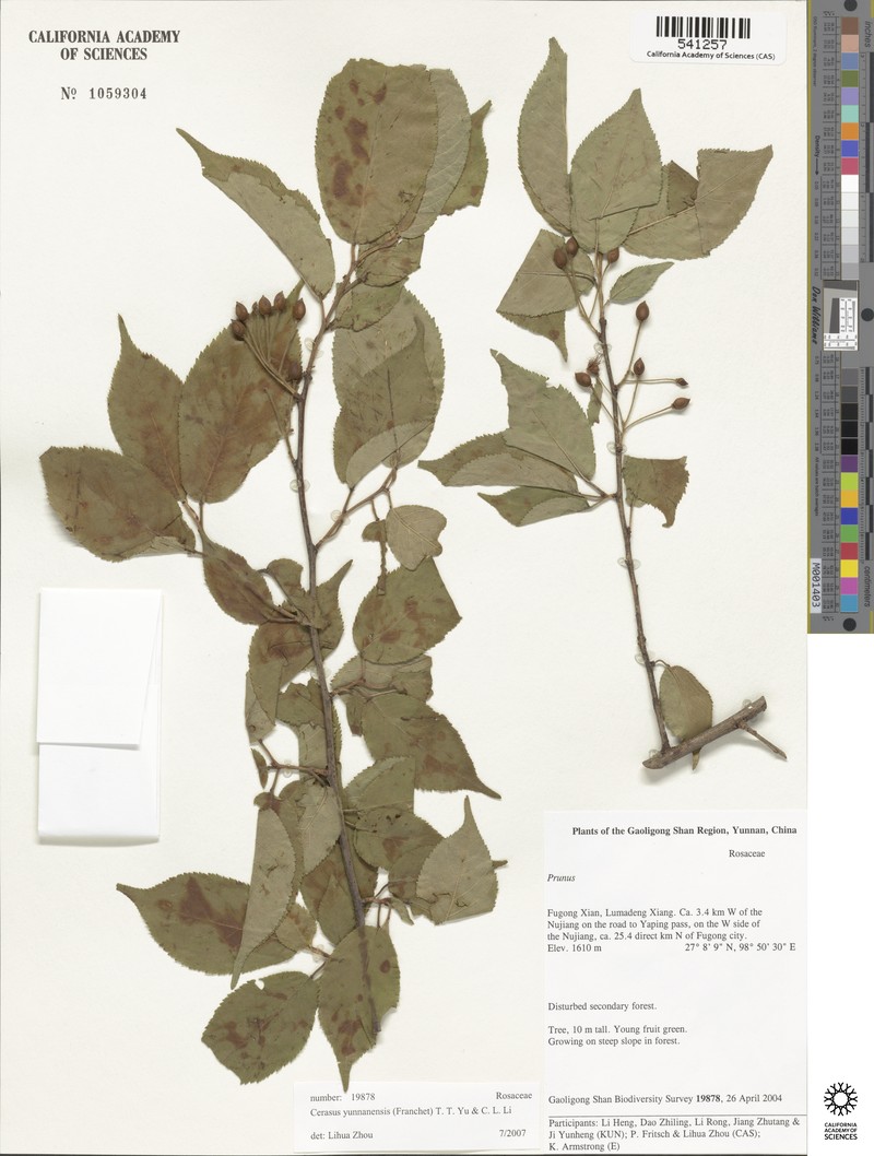 Prunus yunnanensis photo 7