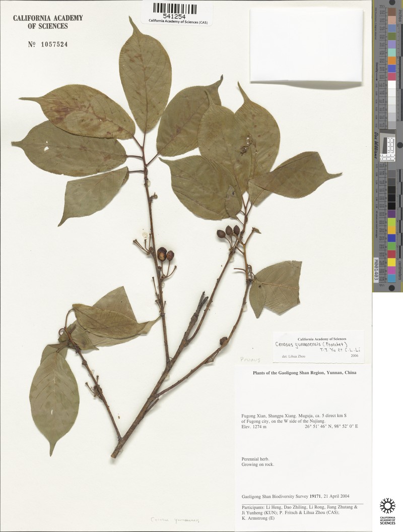 Prunus yunnanensis photo 8