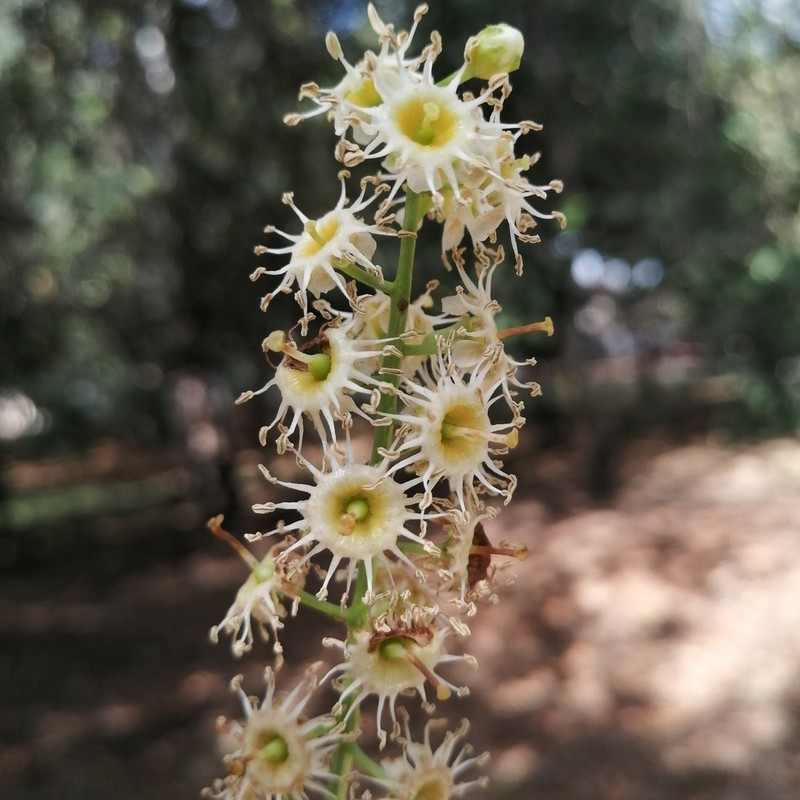 Prunus zinggii photo 3