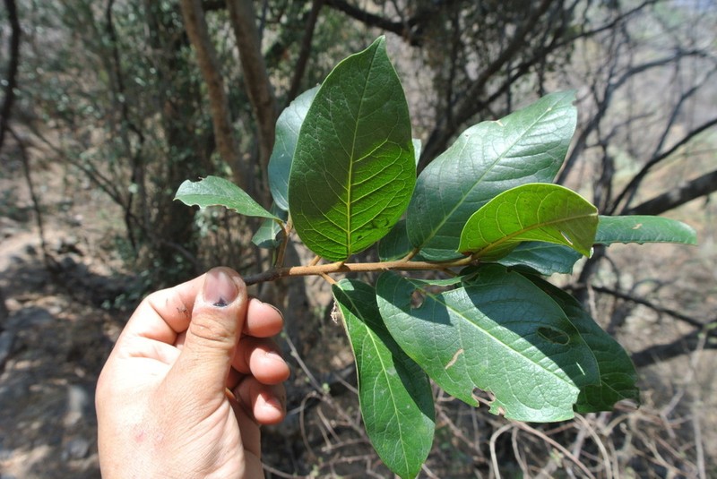Prunus zinggii photo 4