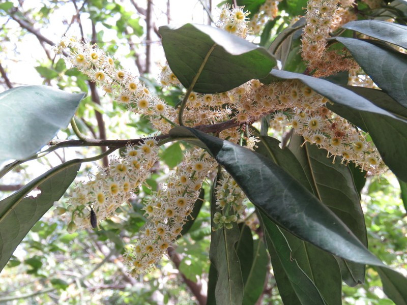 Prunus zinggii photo 5