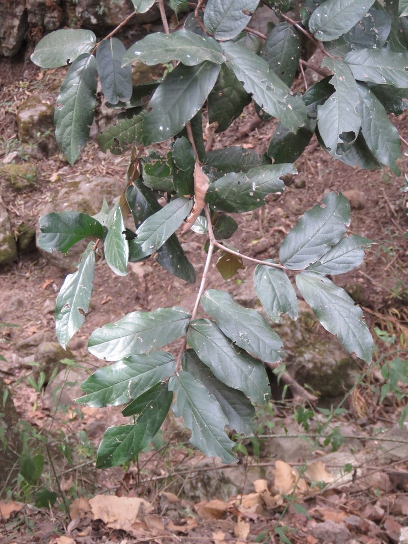 Prunus zinggii photo 6