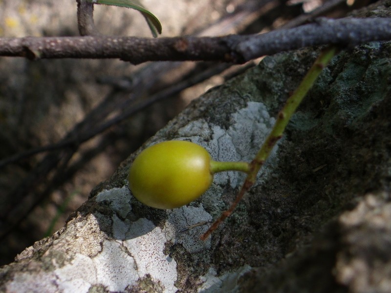 Prunus zinggii photo 7