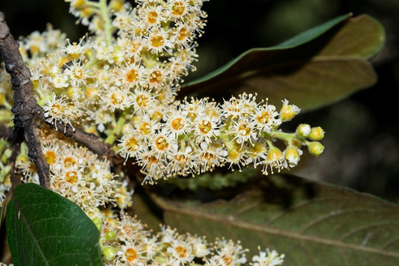 Prunus zinggii photo 8