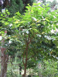 Prunus zippeliana