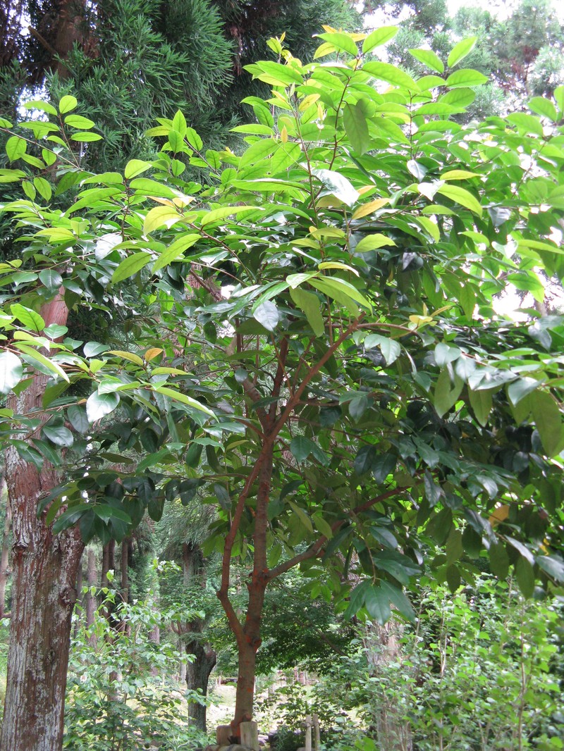 Prunus zippeliana