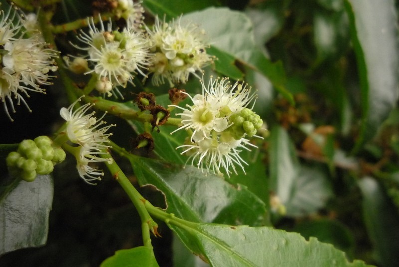 Prunus zippeliana photo 2