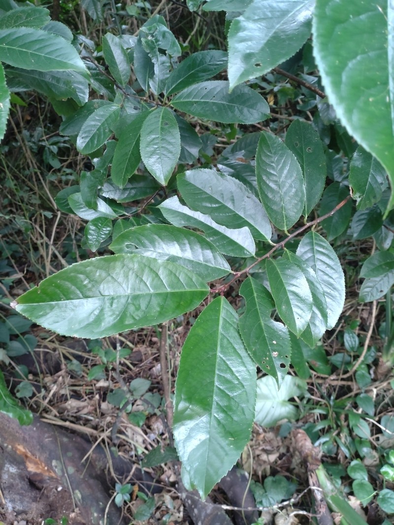 Prunus zippeliana photo 3