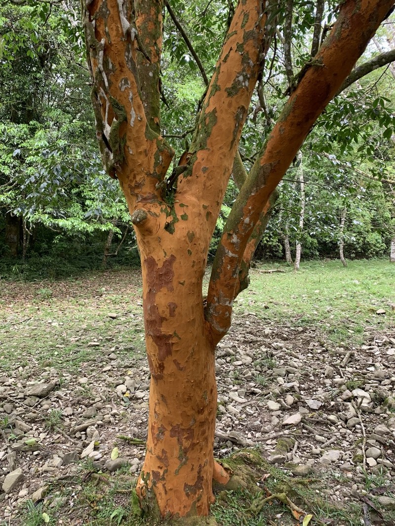 Prunus zippeliana photo 5