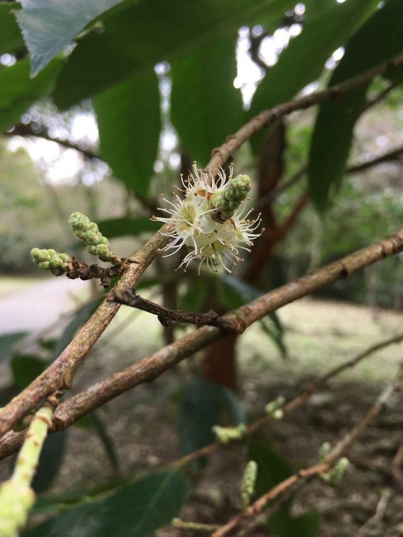 Prunus zippeliana photo 6