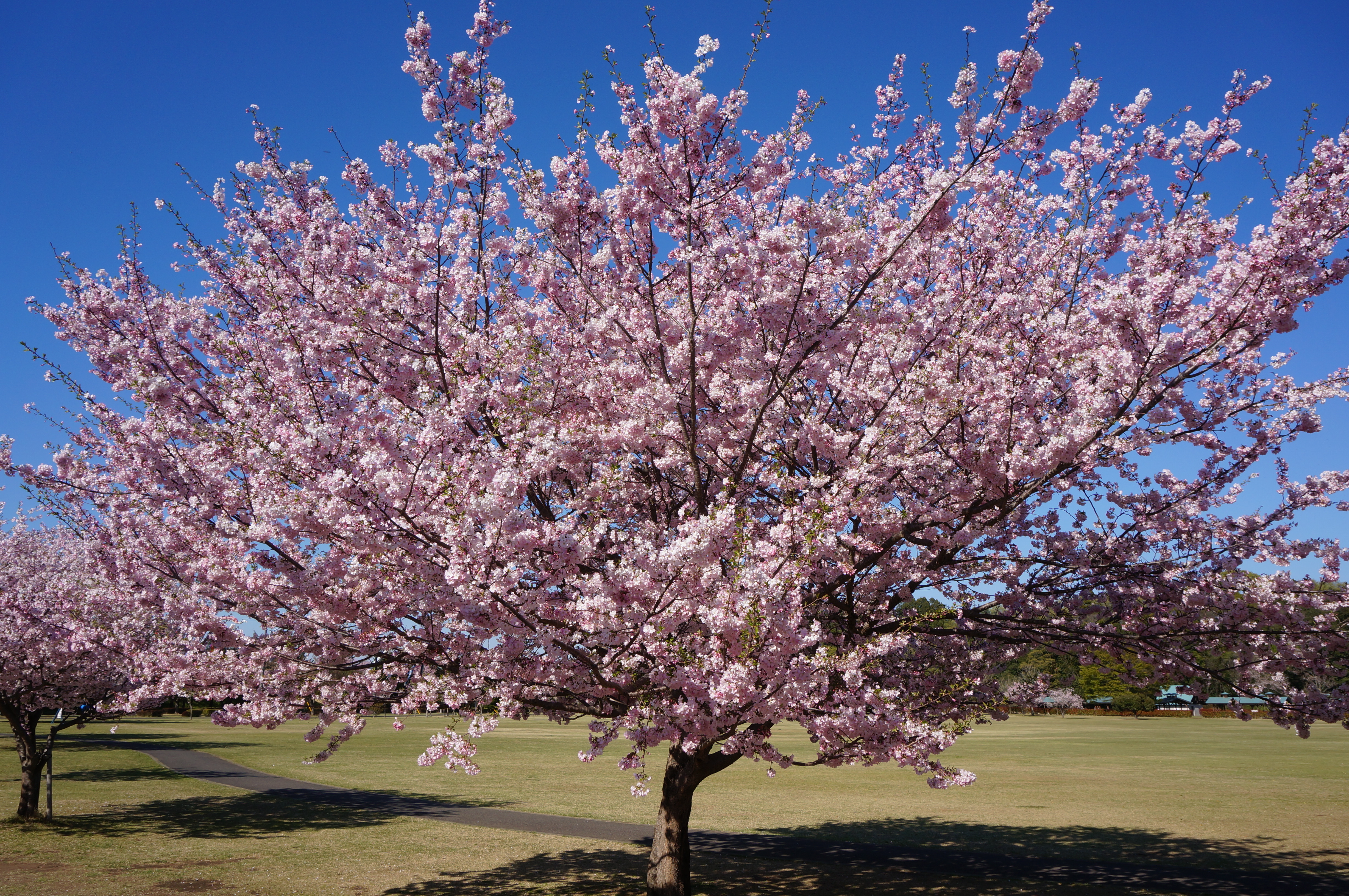 Winter-Flowering Cherry