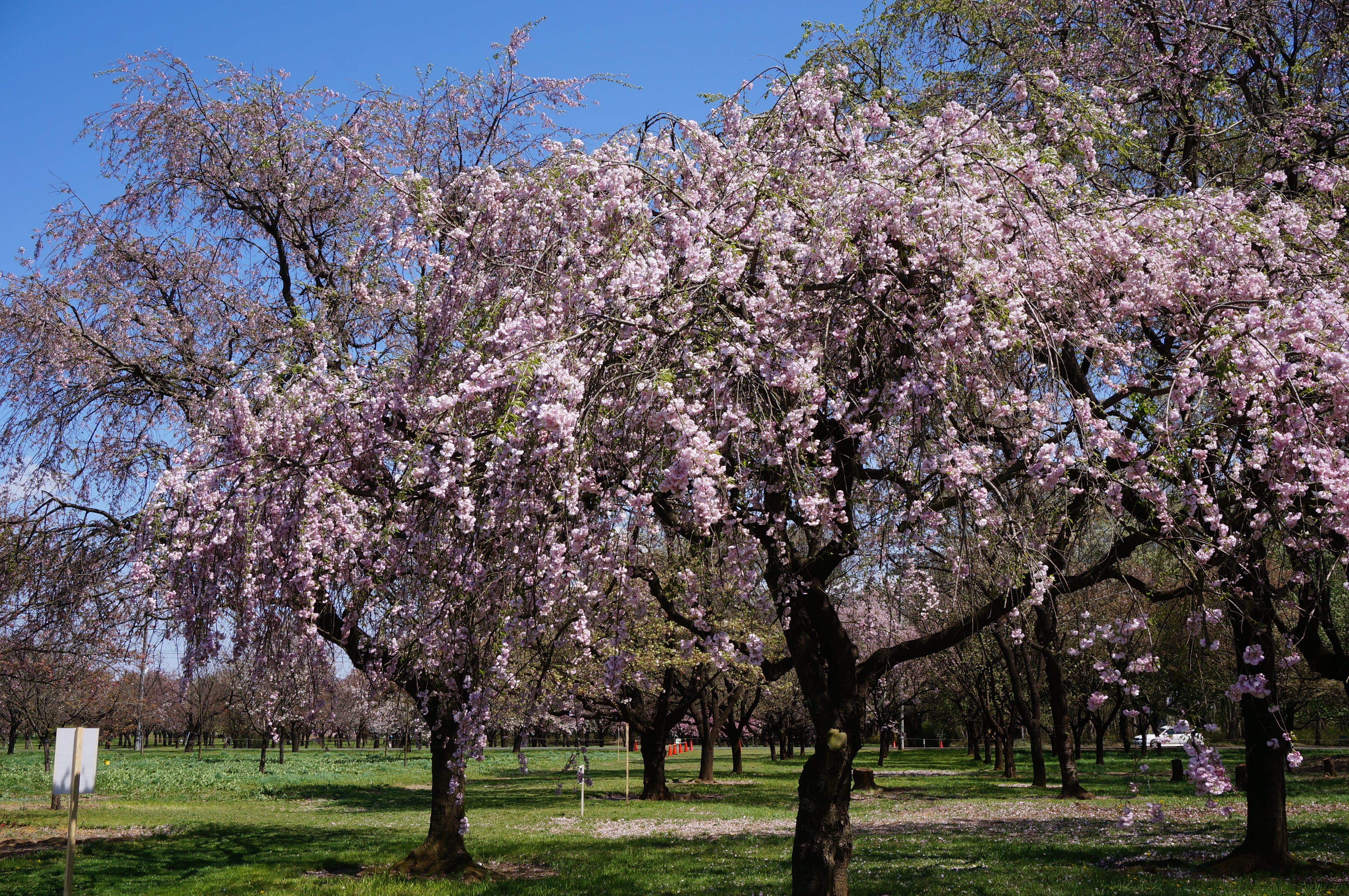 Winter-Flowering Cherry photo 7