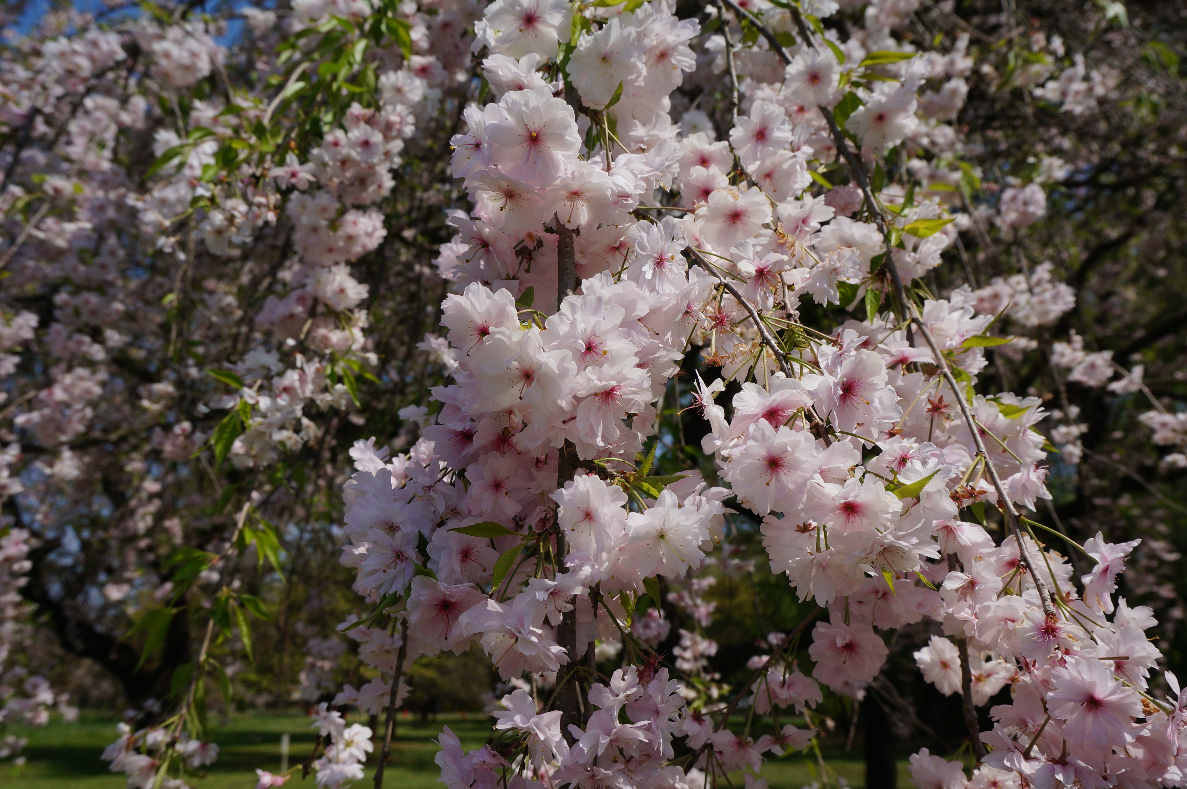 Winter-Flowering Cherry photo 8