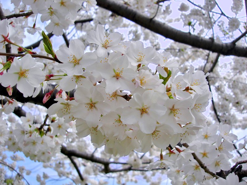 hybrid cherry photo 4