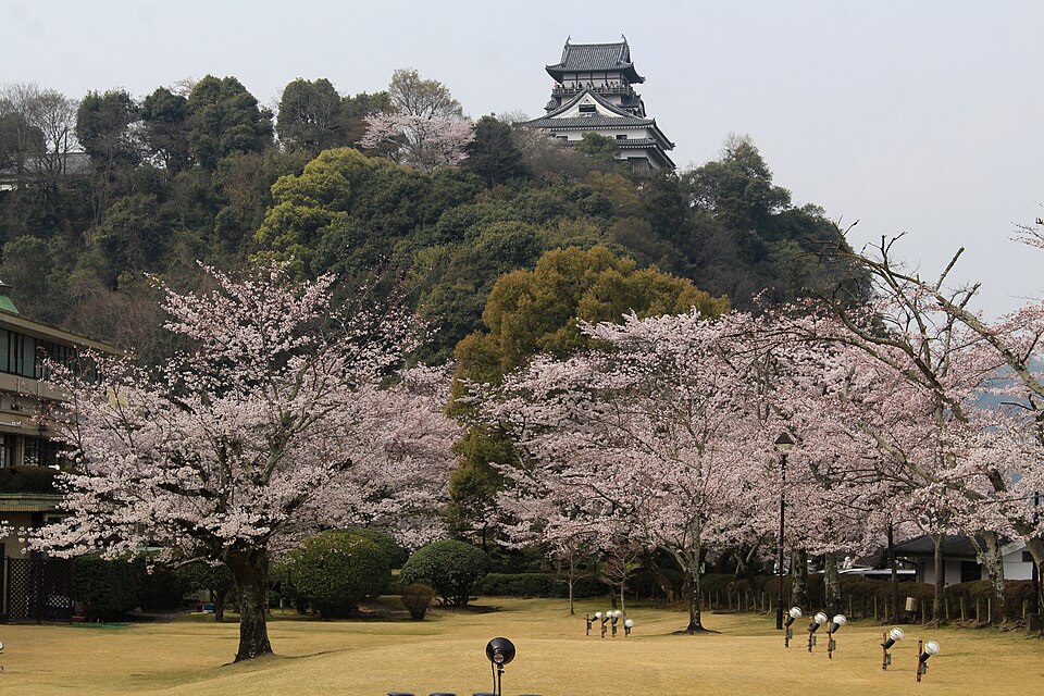 hybrid cherry photo 5