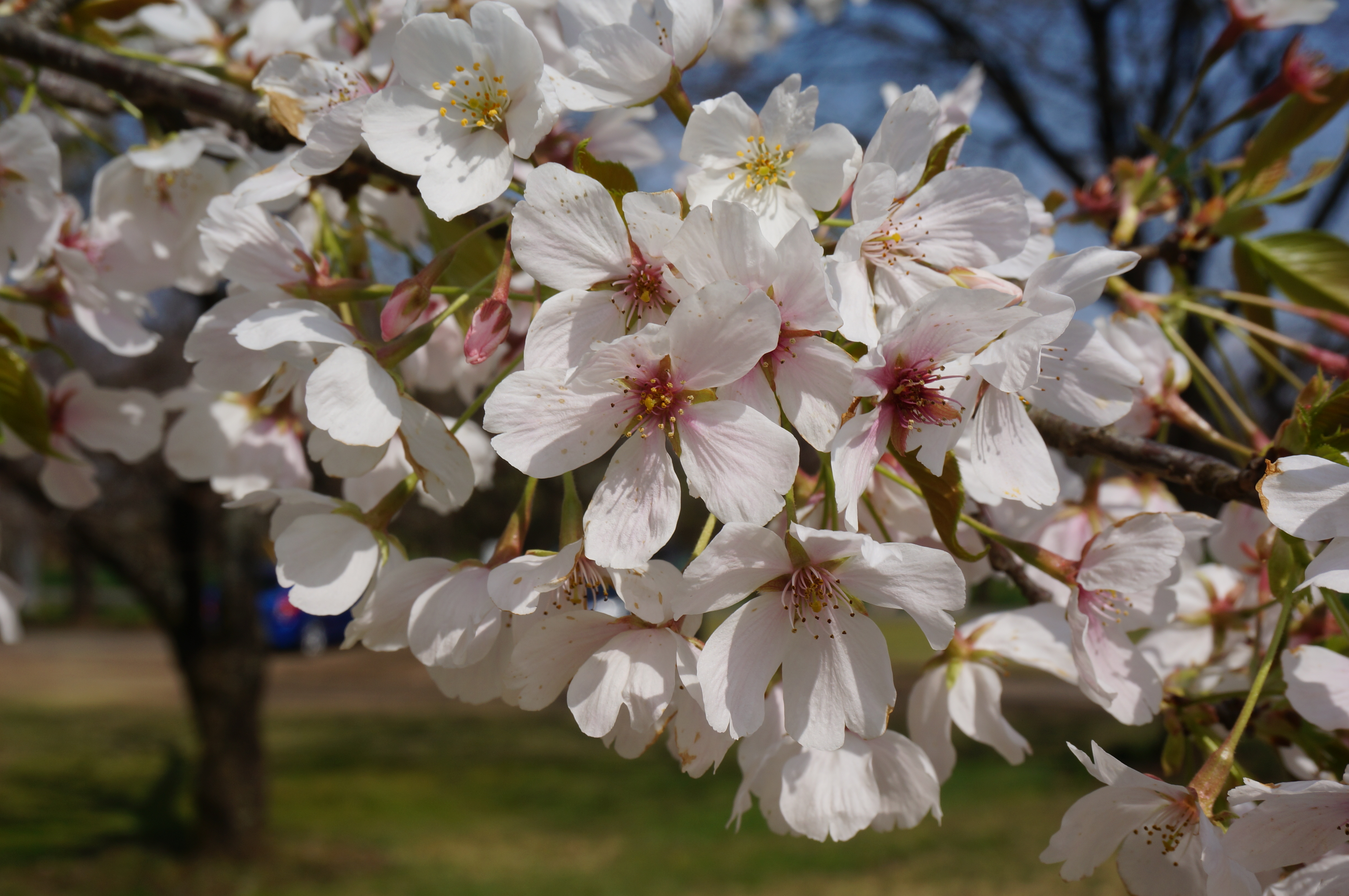 hybrid cherry photo 6