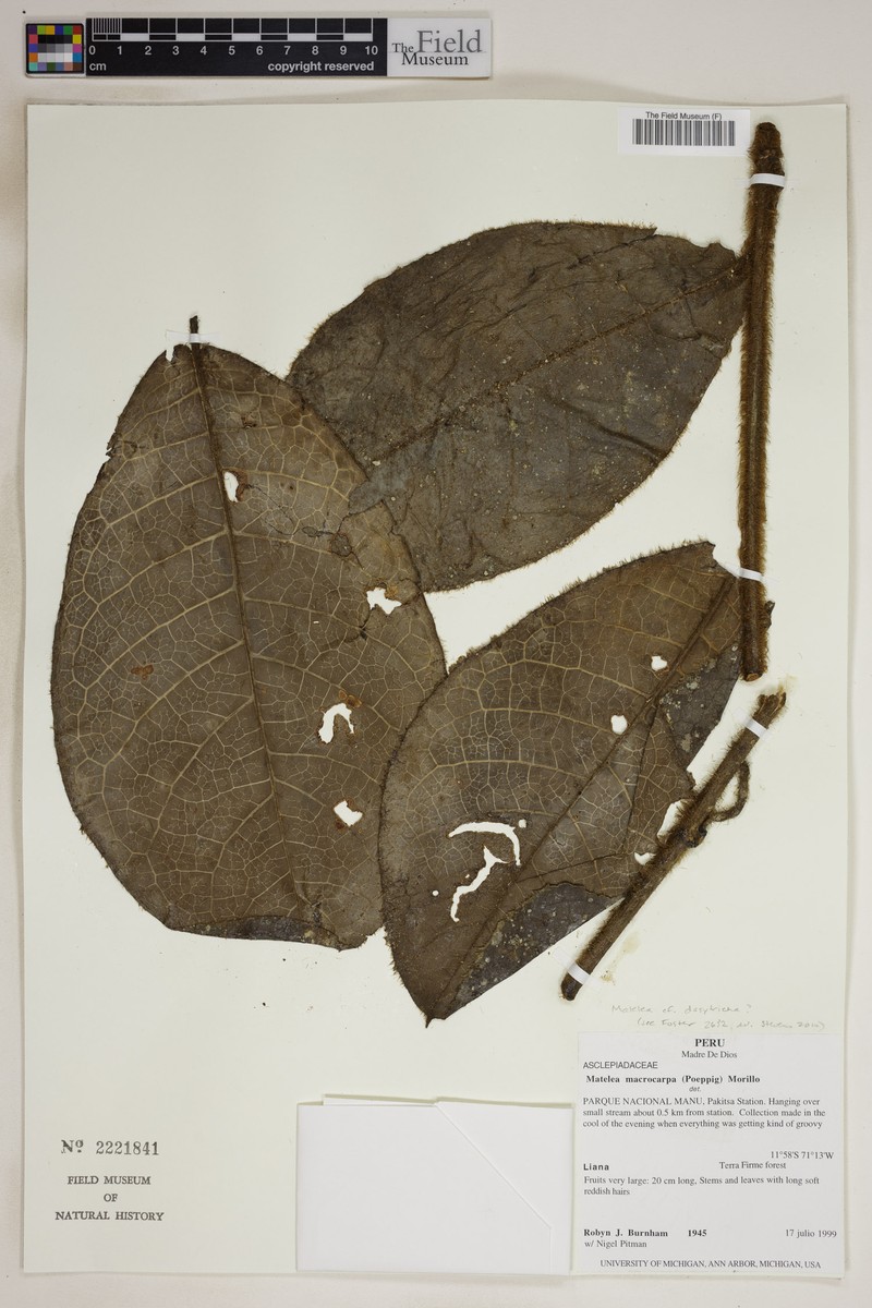 Pruskortizia dasytricha