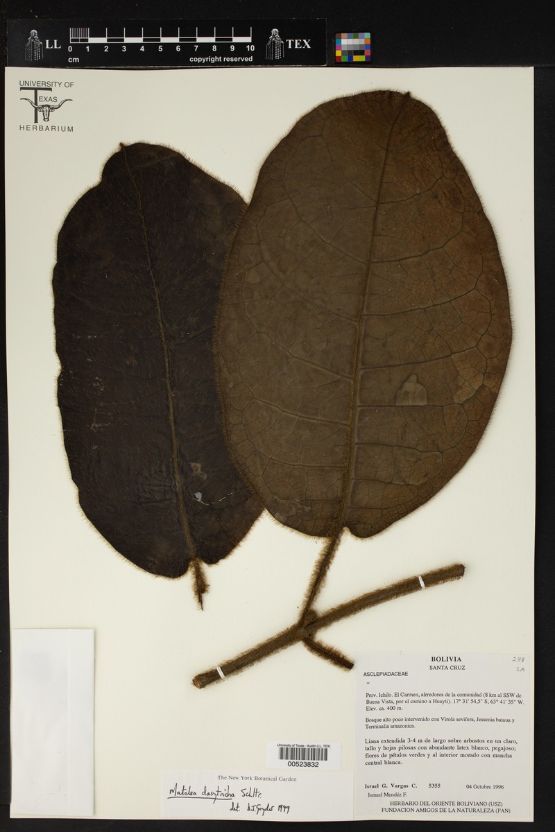 Pruskortizia dasytricha photo 2
