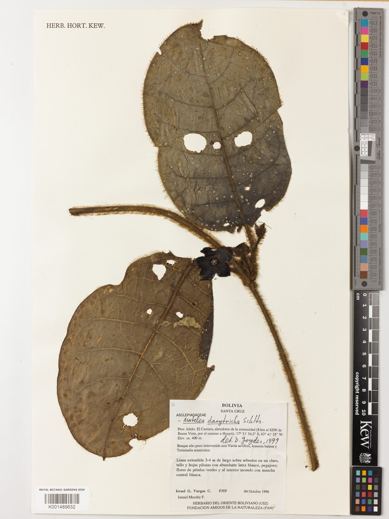 Pruskortizia dasytricha photo 3