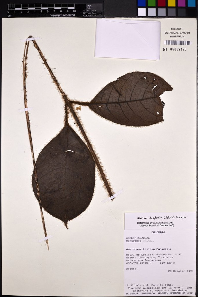 Pruskortizia dasytricha photo 4