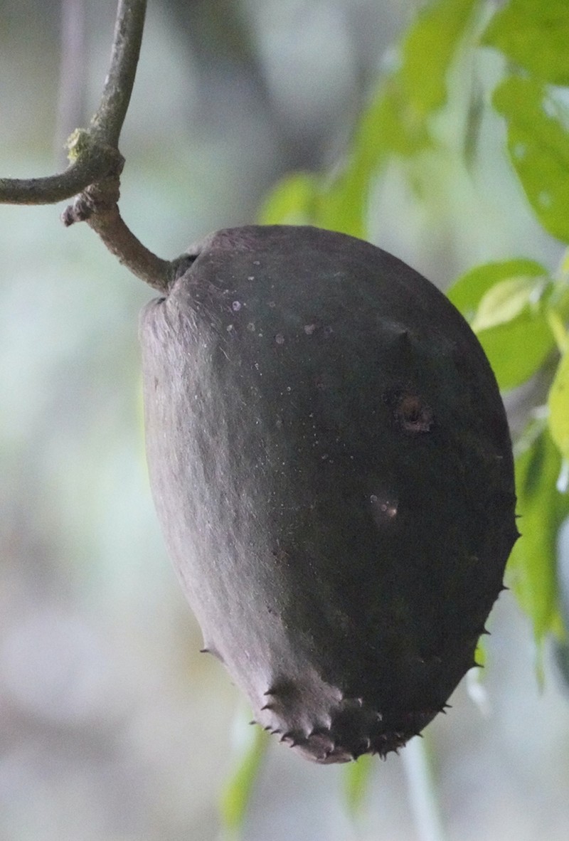 Pruskortizia macrocarpa