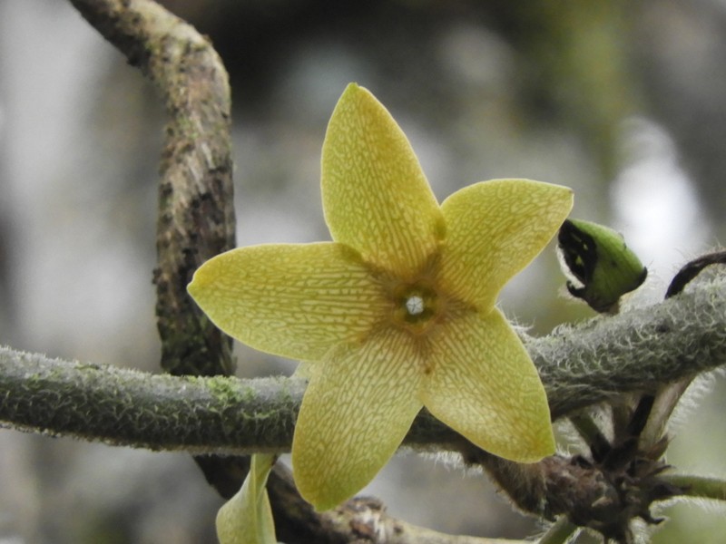 Pruskortizia macrocarpa photo 2