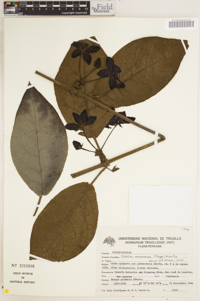 Pruskortizia macrocarpa photo 3