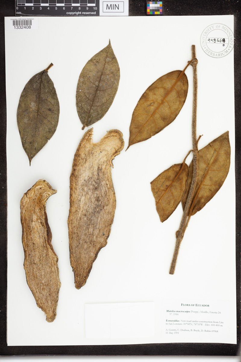 Pruskortizia macrocarpa photo 4
