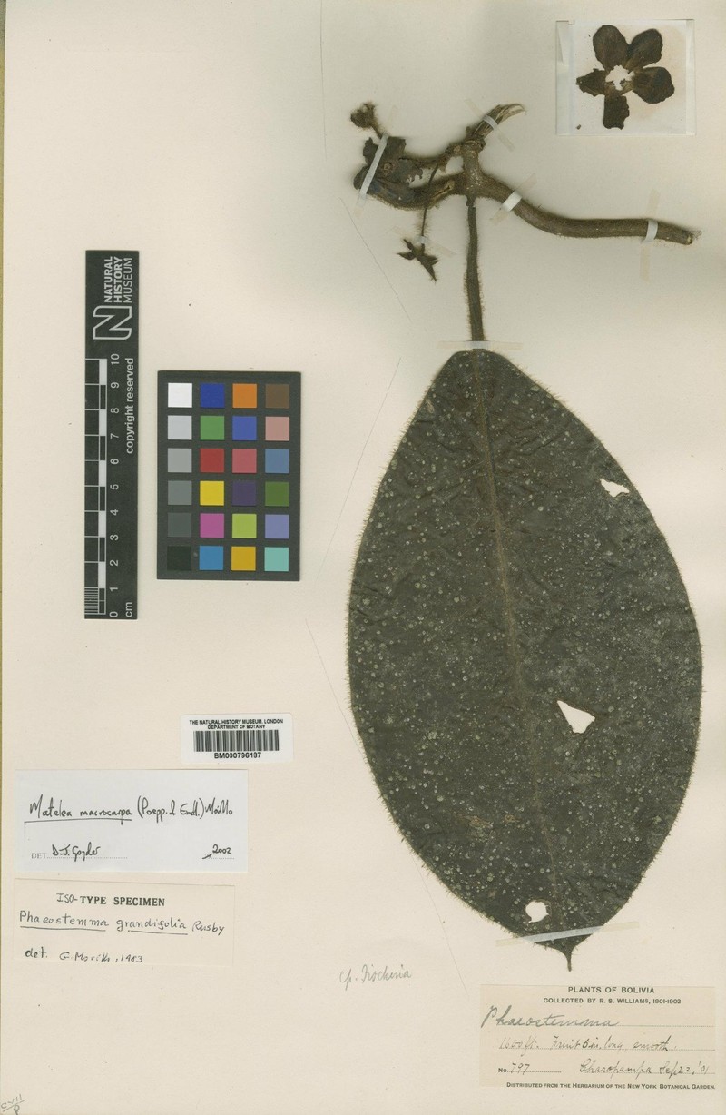 Pruskortizia macrocarpa photo 5