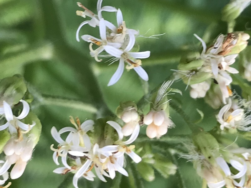 Desert Indianbush