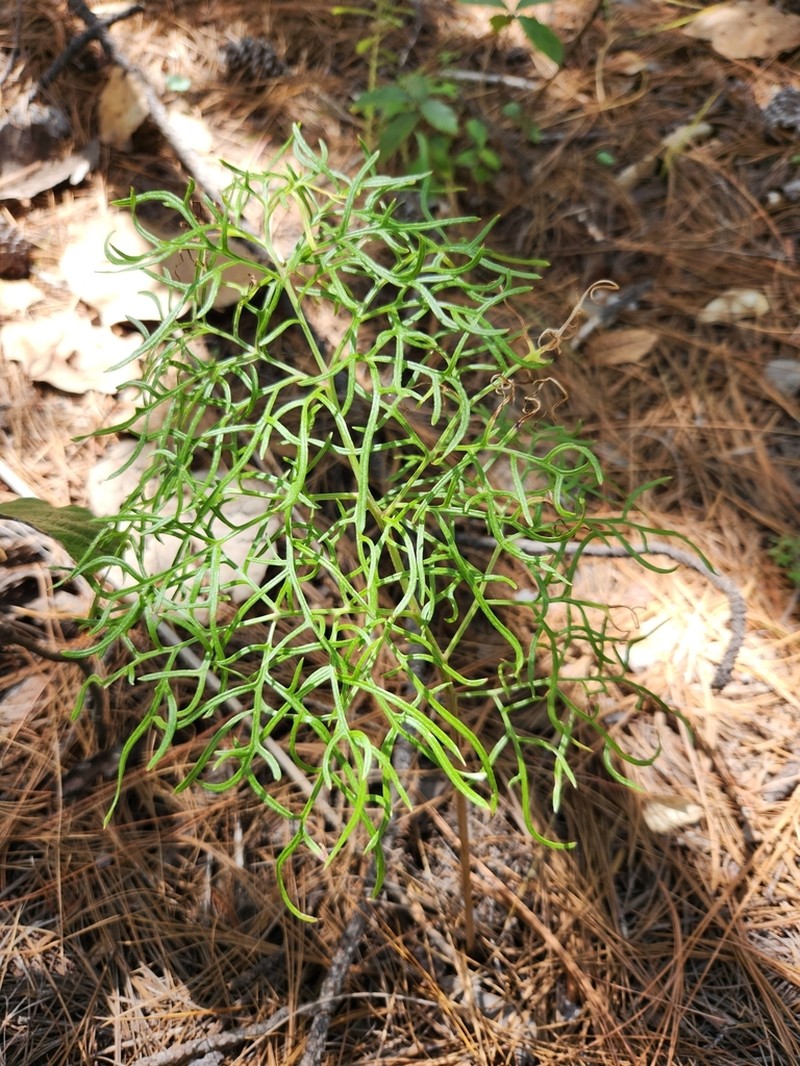 Desert Indianbush photo 2