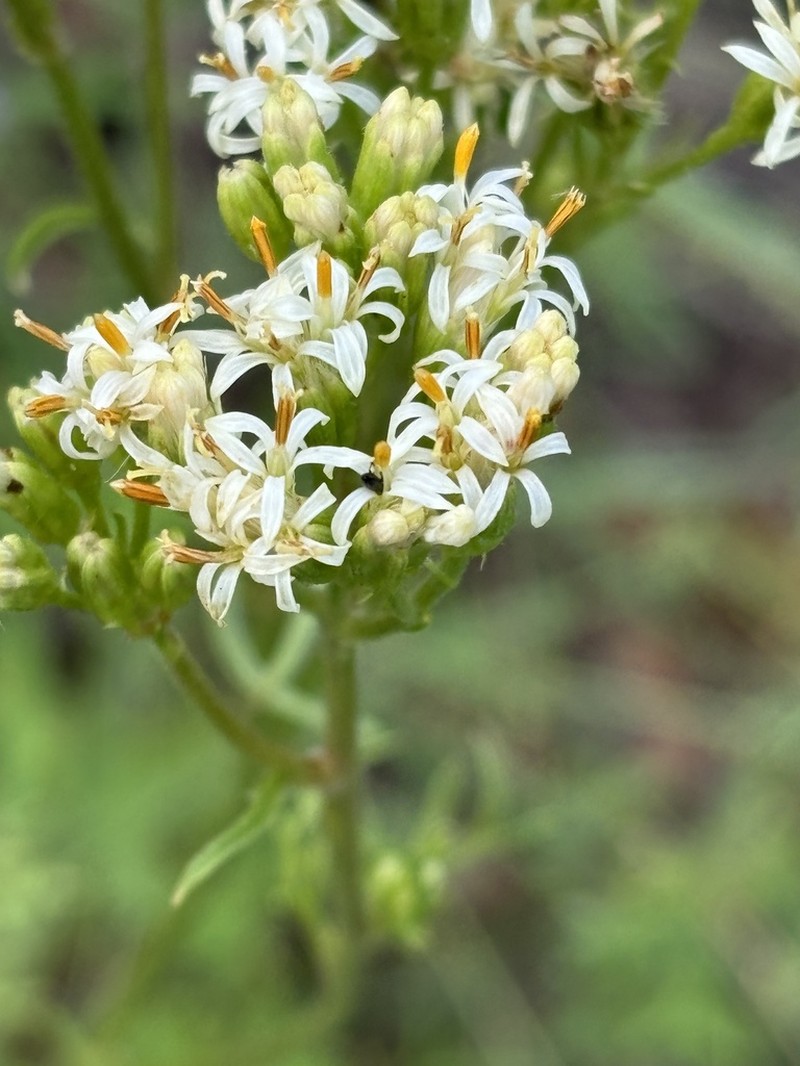 Desert Indianbush photo 3