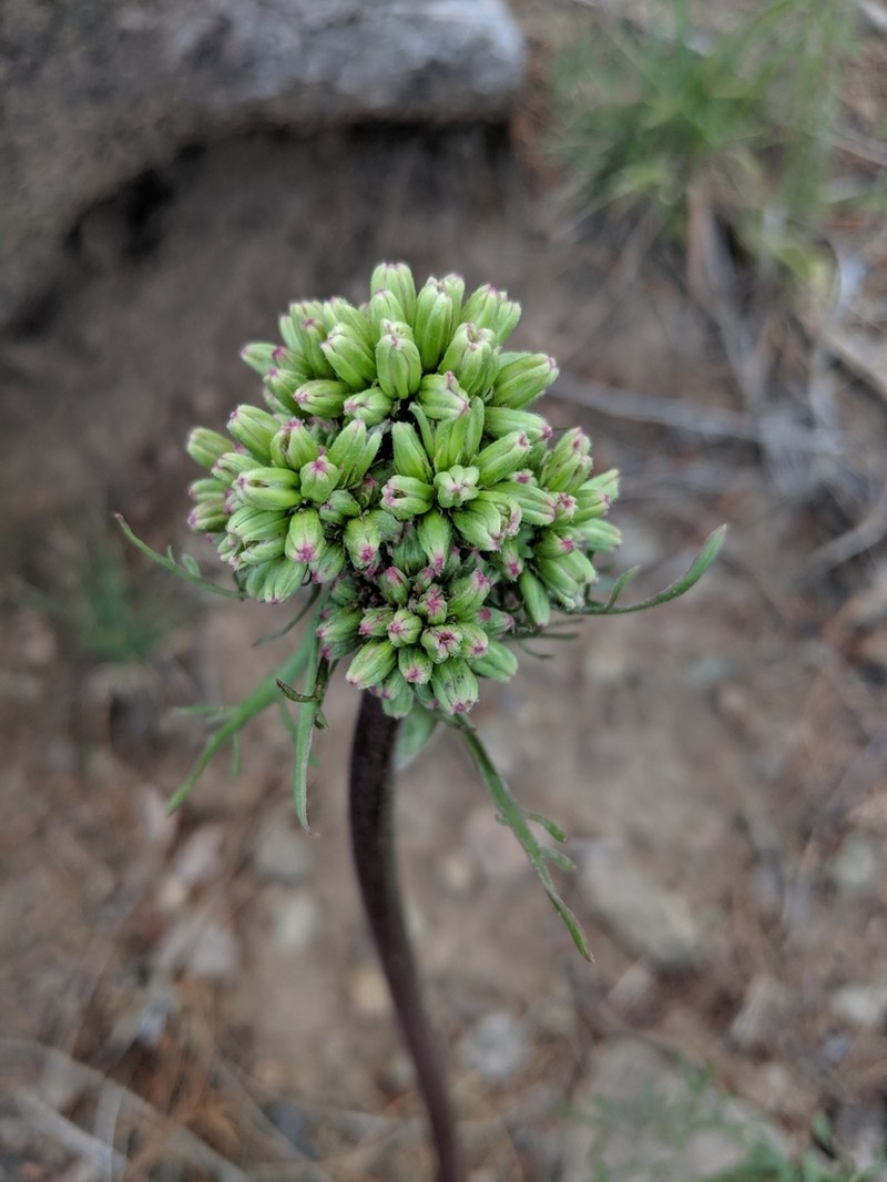 Desert Indianbush photo 4