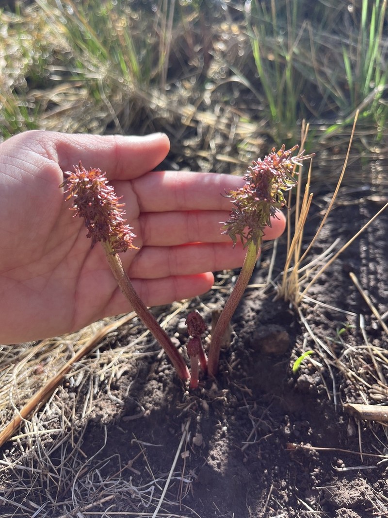 Desert Indianbush photo 5