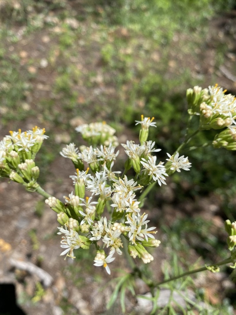 Desert Indianbush photo 6