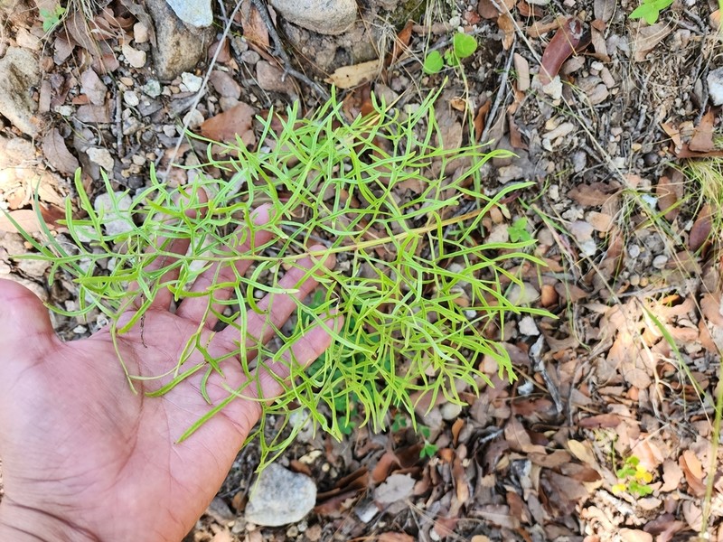 Desert Indianbush photo 7