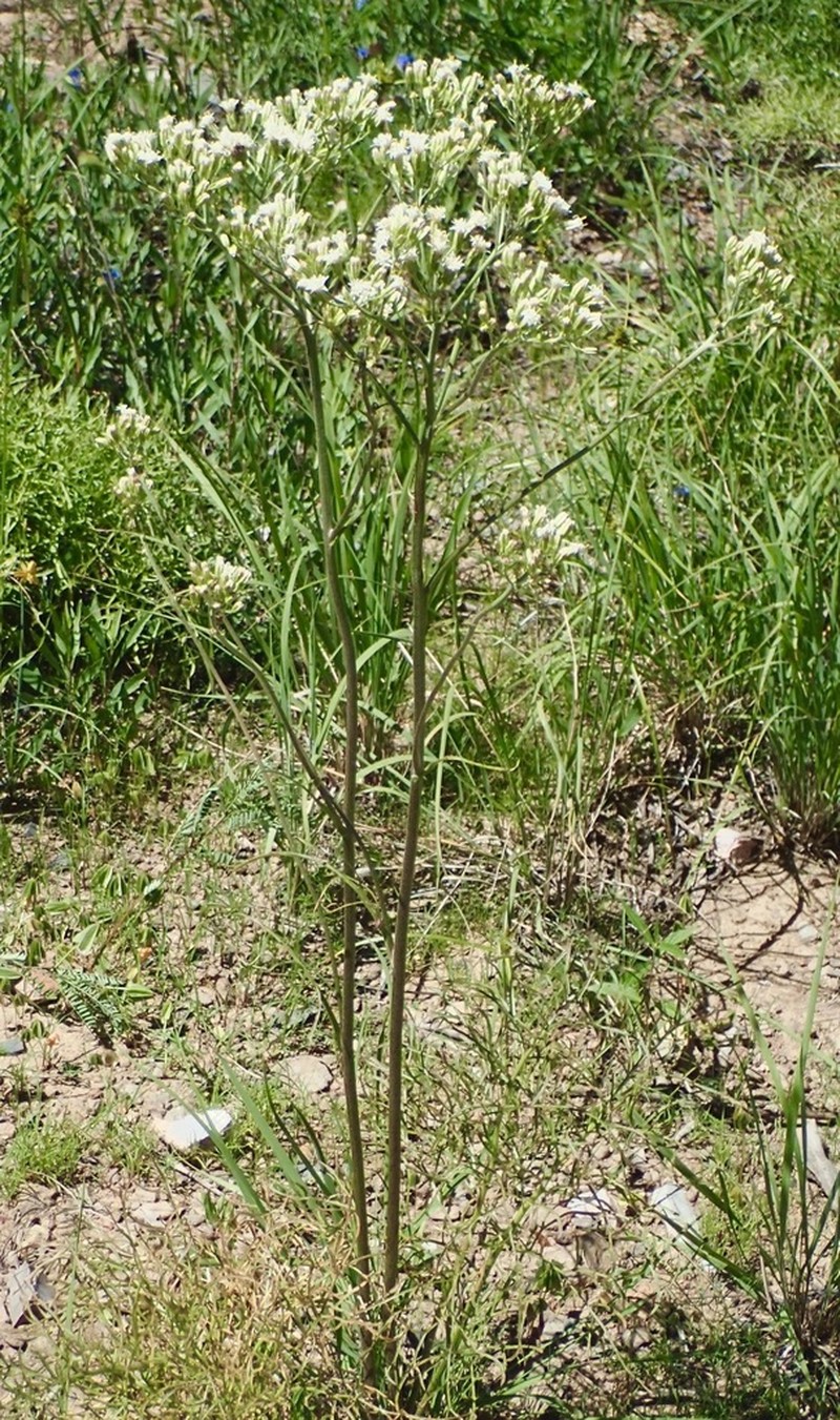 Desert Indianbush photo 8