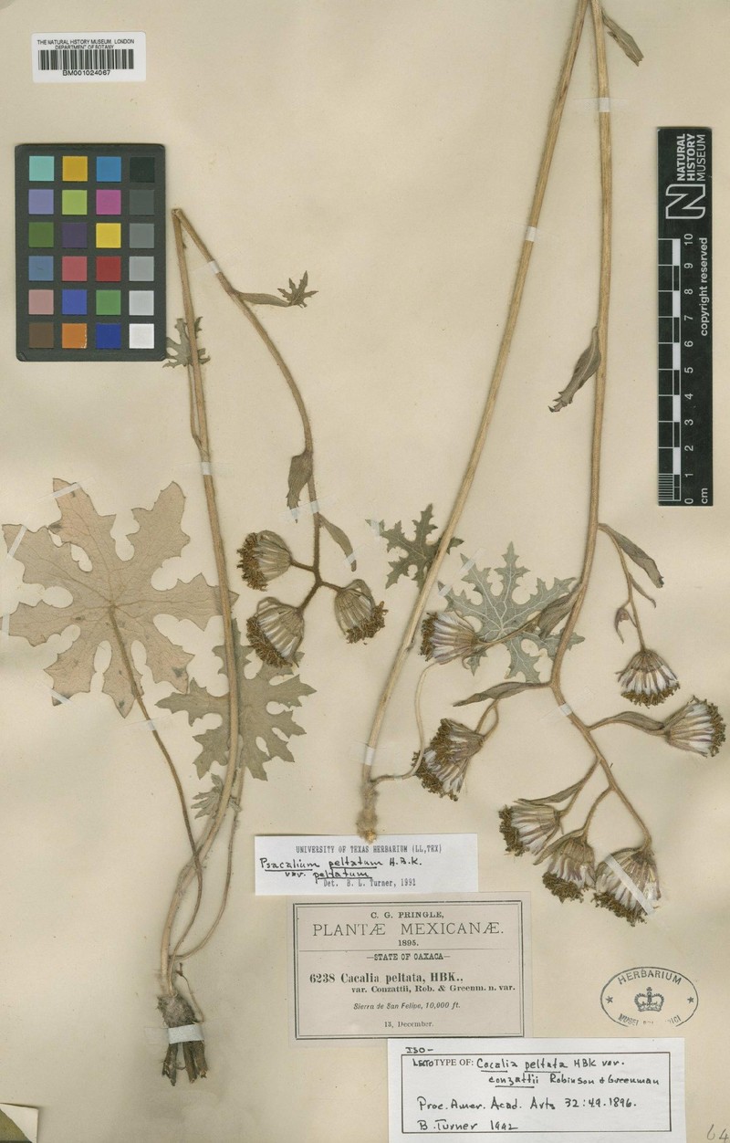 Psacalium peltatum var. peltatum