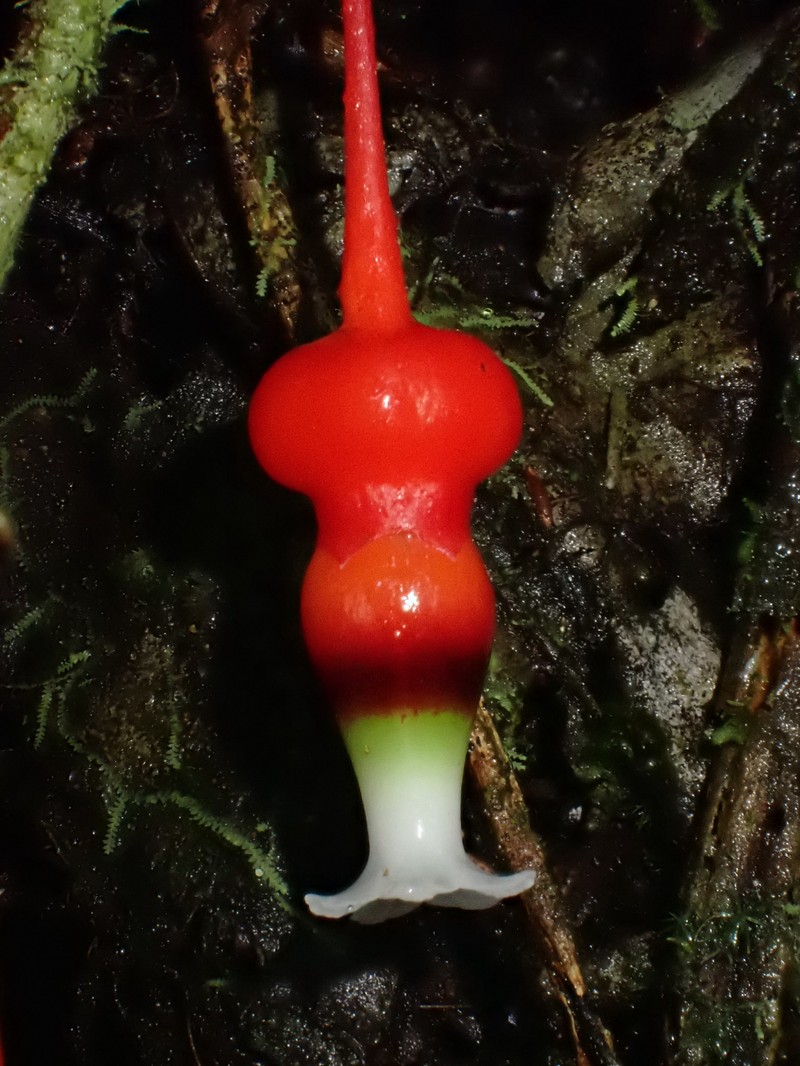 Psammisia debilis var. debilis