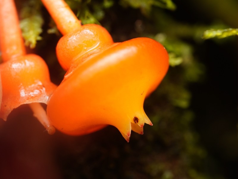 Psammisia mateoi