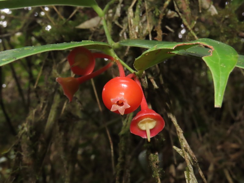 Psammisia murriensis