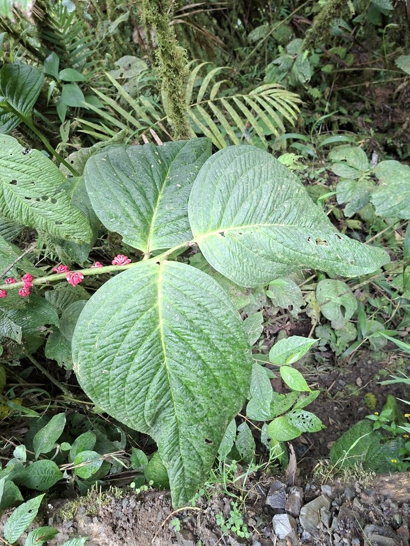 Psammisia pinnata