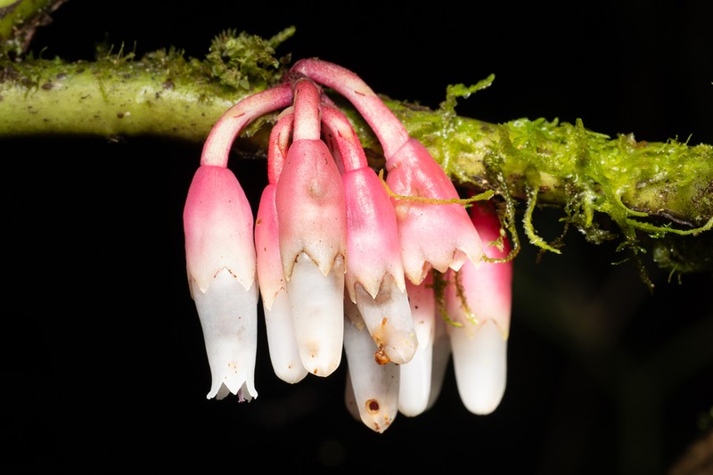 Psammisia pinnata photo 2