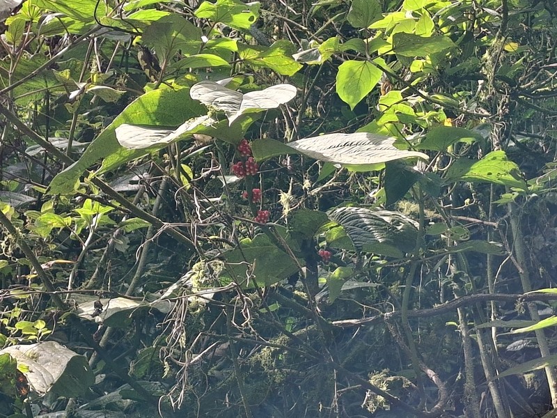 Psammisia pinnata photo 3