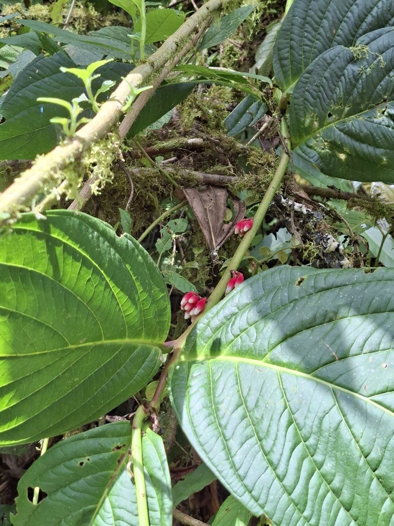 Psammisia pinnata photo 4
