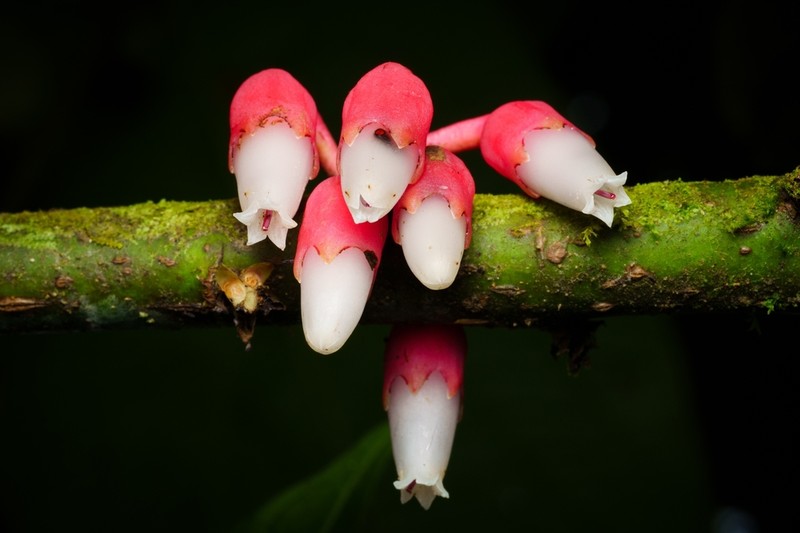 Psammisia pinnata photo 5