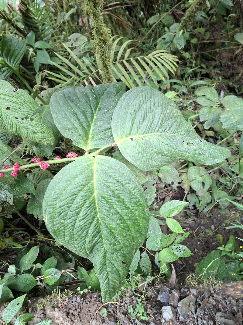 Psammisia pinnata photo 6