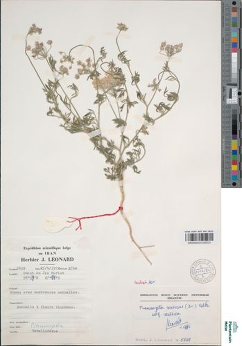 Psammogeton canescens subsp. canescens